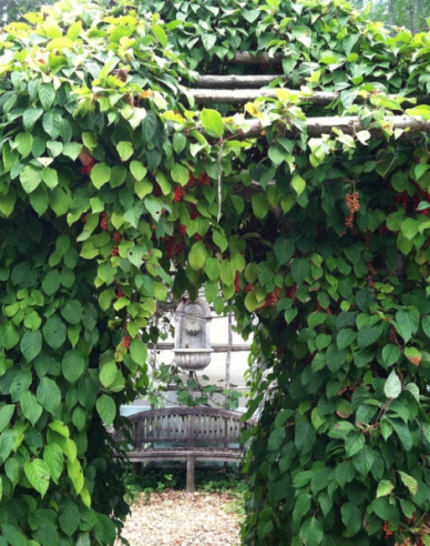 Schizandra chinensis