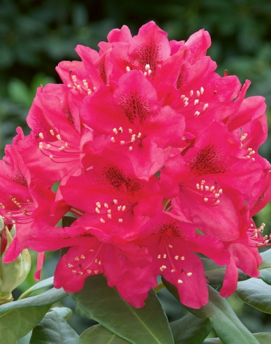 Rhododendron ´Nova Zembla´