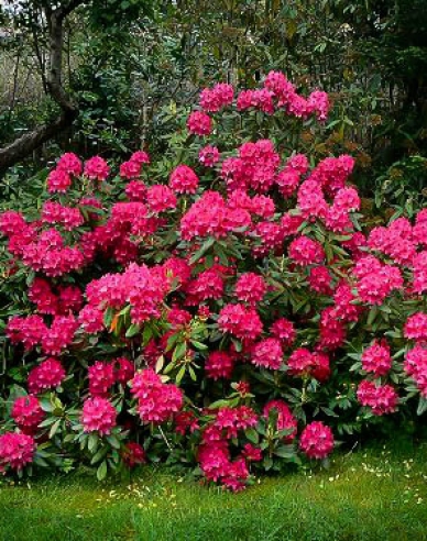 Rhododendron ´Nova Zembla´