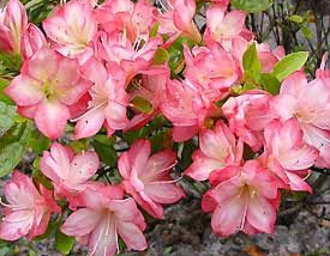 Azalea japonica Peggy Ann