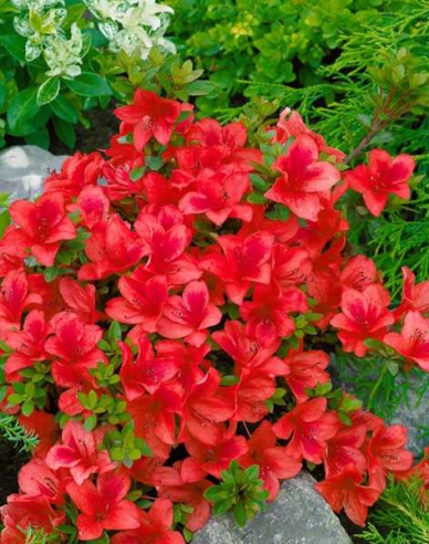 Azalea japonica Johana