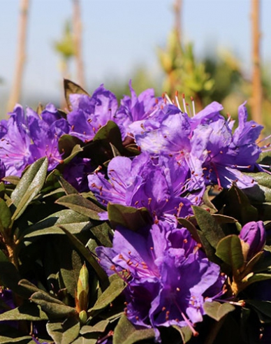 Azalea japoneza Violetta