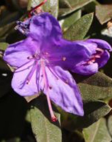 Azalea japoneza Violetta