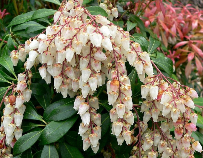 Pieris japonica Bonfire