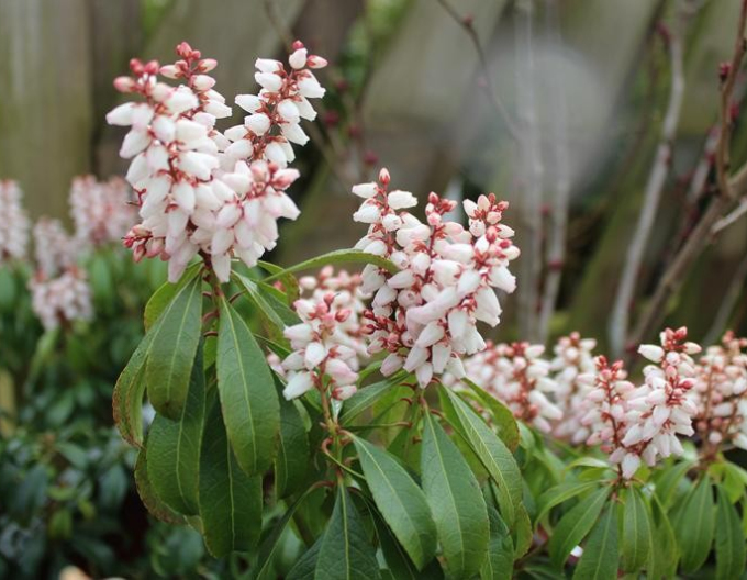 Pieris japonica Bonfire