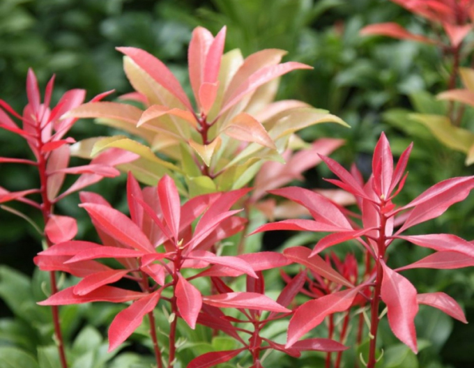Pieris japonica ´Mountain Fire´