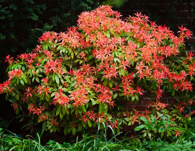 Pieris japonica ´Mountain Fire´