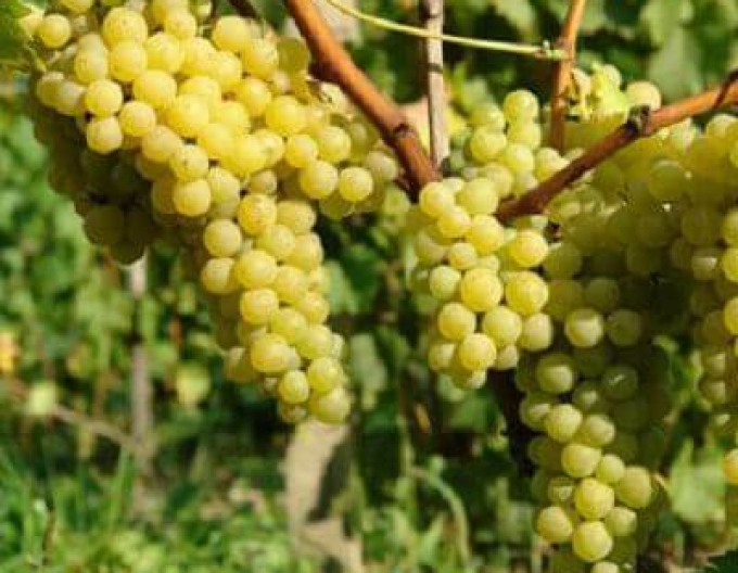 Muscat de iulie viță de vie de struguri de masă