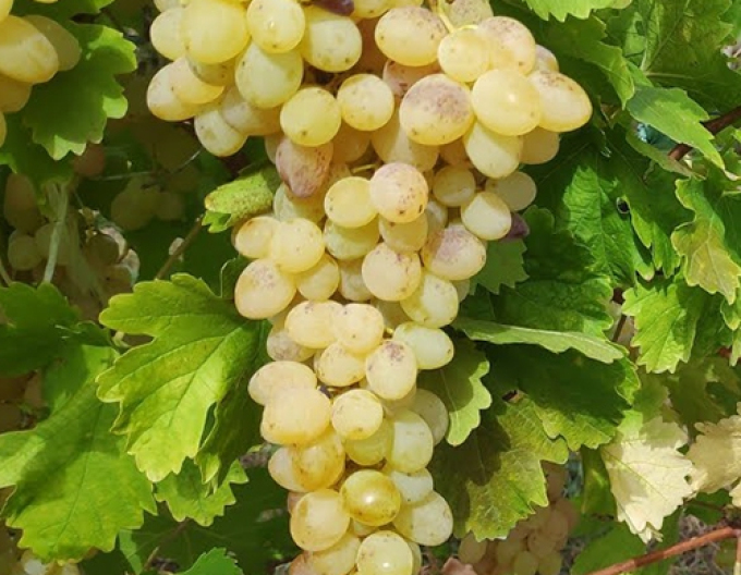 Viță de vie de masă fără sămburi