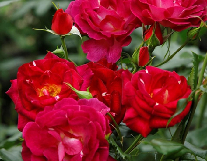 Trandafir "Ile de Fleurs