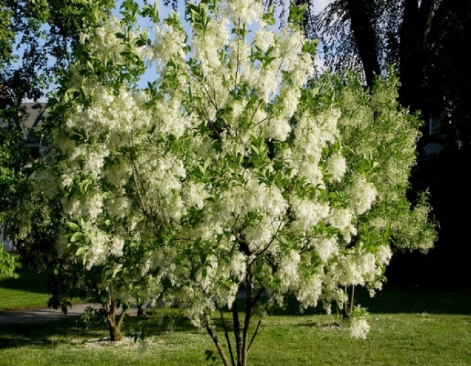 Chionanthus virginicus