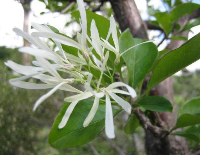 Chionanthus virginicus