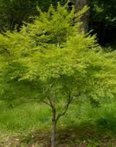 Arțar cu frunze de palmier Verde