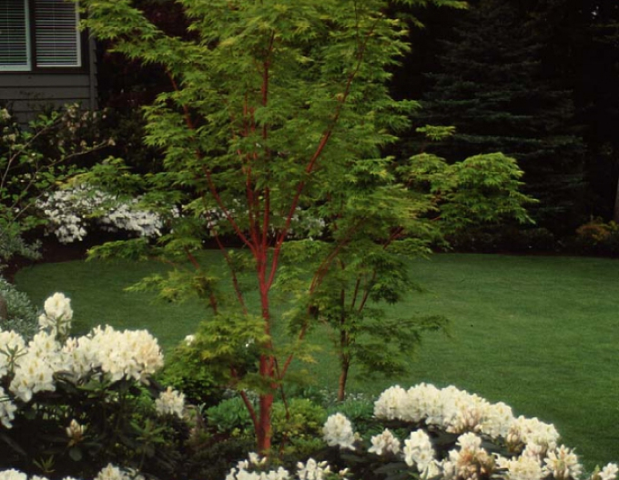 Acer ´Sango Kaku ´