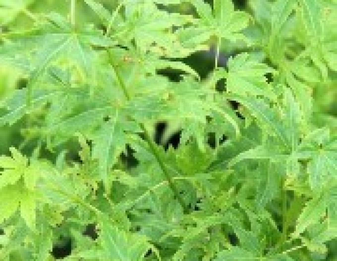 Arțar cu frunze palmate ´Going Green´