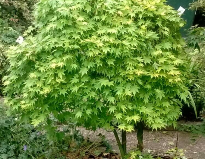 Arțar cu frunze palmate ´Going Green´