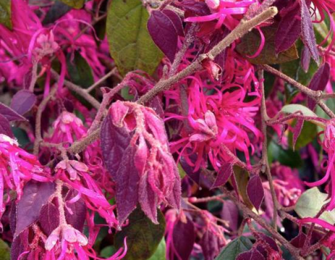 Loropetalum ´Dinastia Ming´