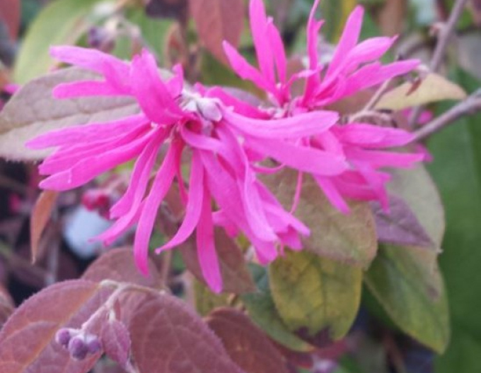 Loropetalum ´Dinastia Ming´