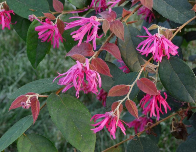 Loropetalum ´Dinastia Ming´