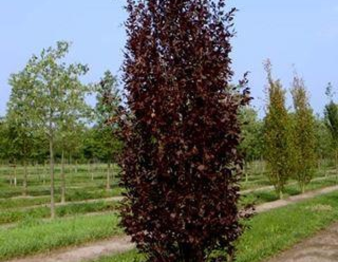 Fag de pădure ´Rohan Obelisk´