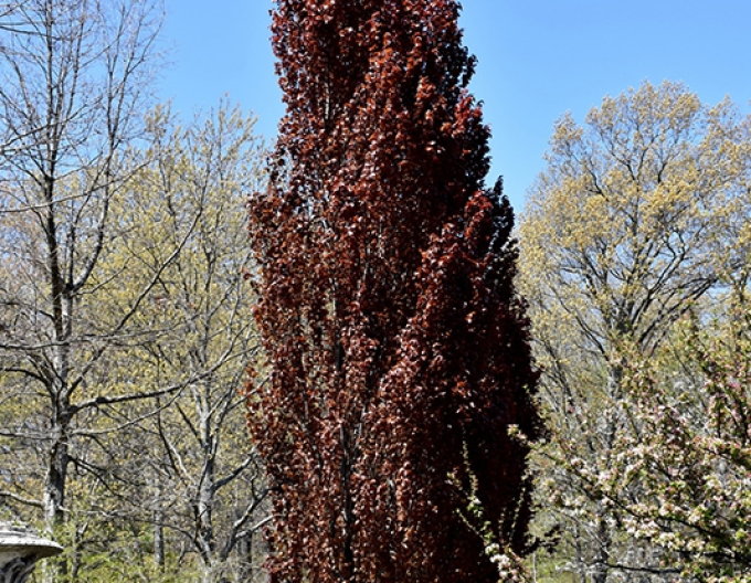 Fag de pădure ´Rohan Obelisk´