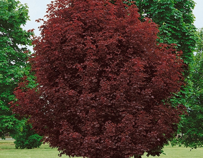 Arțar lăptos-crimson-sentry