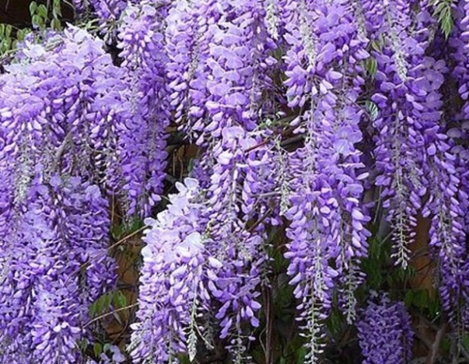 Wisteria chineză Prolific