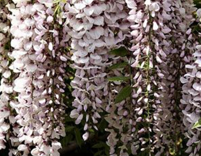 Wisteria înfloritoare White With Blue Eye
