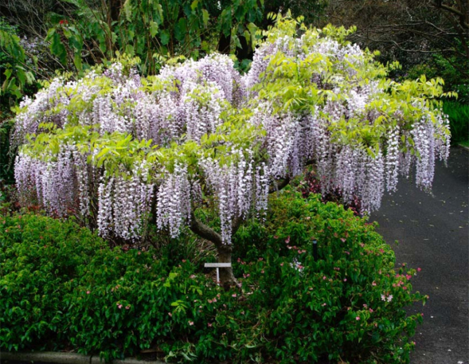 Wisteria înfloritoare White With Blue Eye