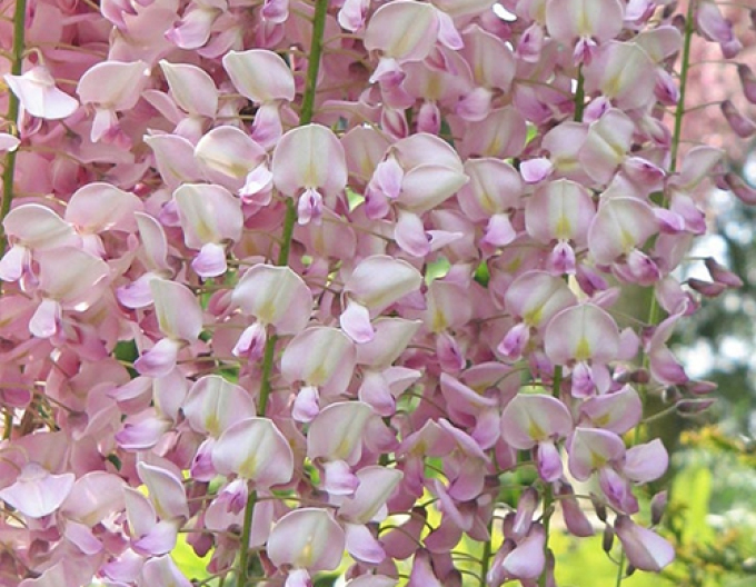 Wisteria înflorită Rosea
