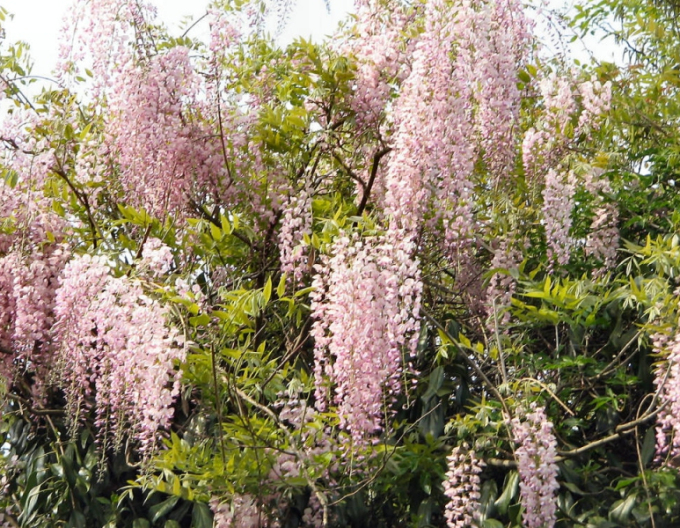 Wisteria înflorită Rosea