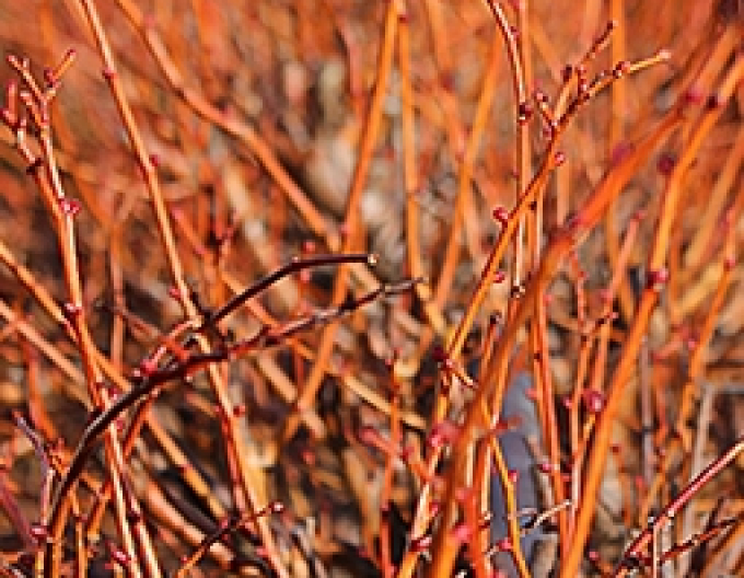 Tei cu frunze mici-winter-orange
