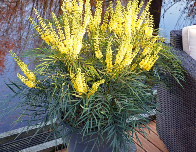 Mahonia "Caresă moale