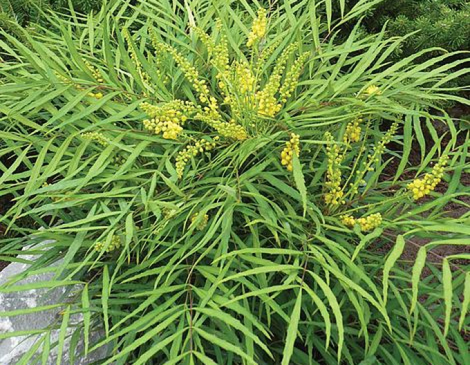 Mahonia "Caresă moale