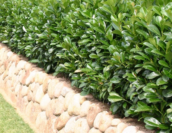 Laurel Etna