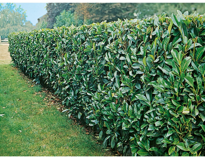 Laurel Etna