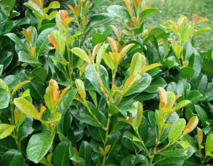 Laurel Etna
