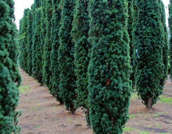 Tisa columnară Fastigiata Robusta