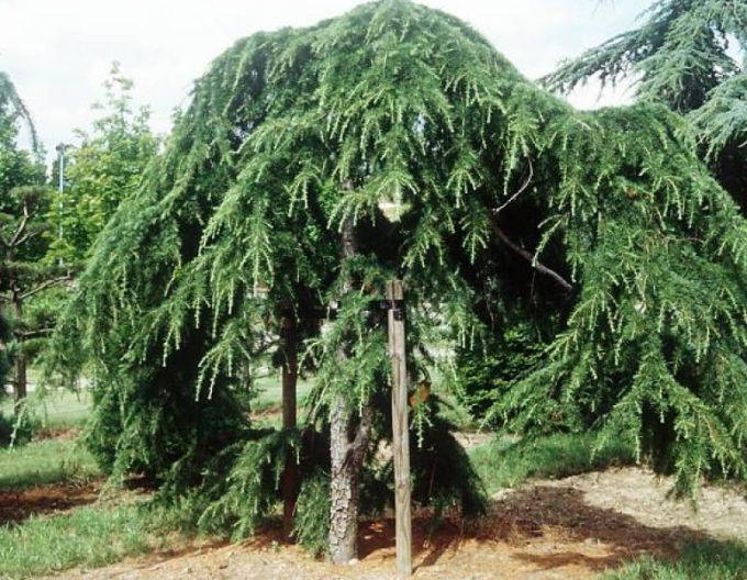 Cedru de Himalaya ´Pendula´ 170cm