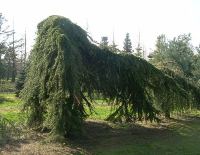 Cedru de Himalaya ´Pendula´ 170cm
