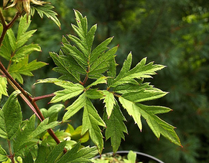 Mure ´Thornless Evergreen´