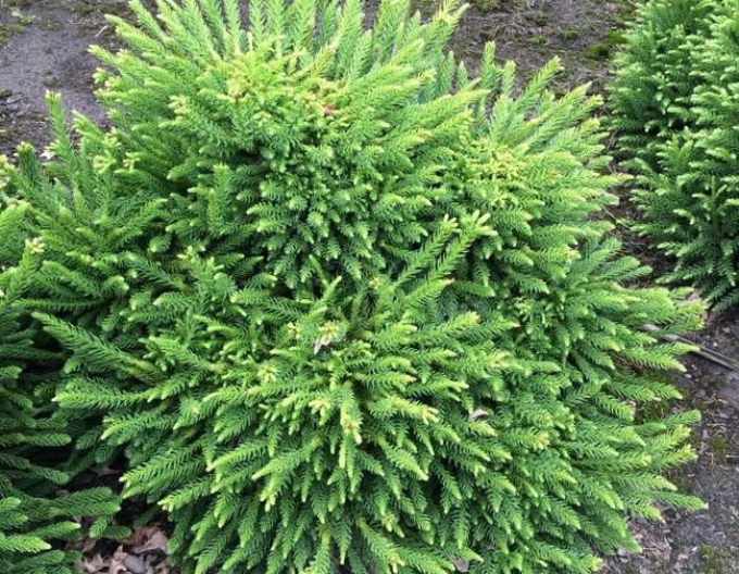 Cryptomeria japoneză ´Dinger´´