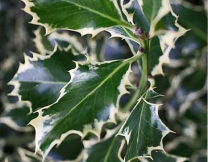 Ilex "Regina de argint