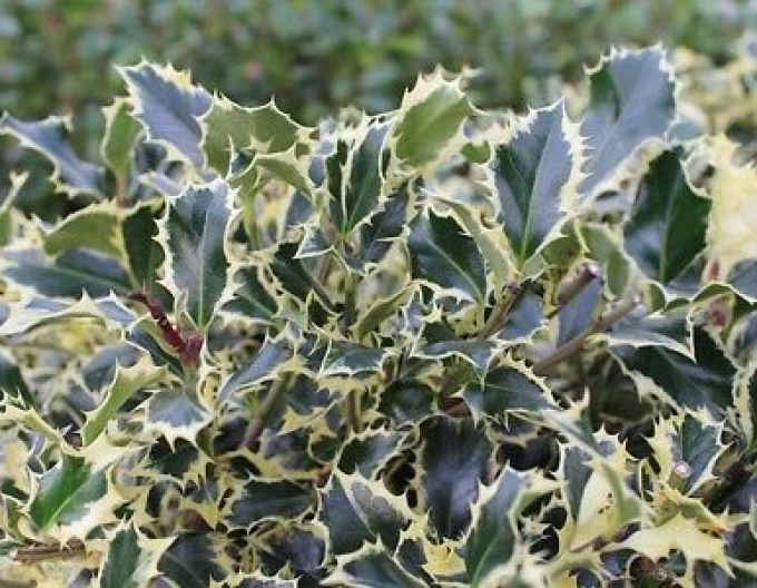 Ilex "Regina de argint