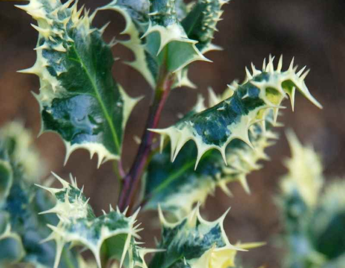 Ilex-Ferox Argentea