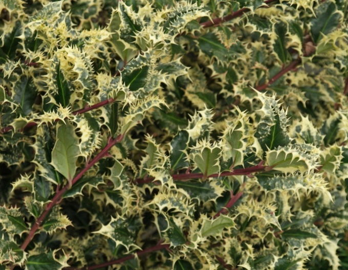 Ilex-Ferox Argentea