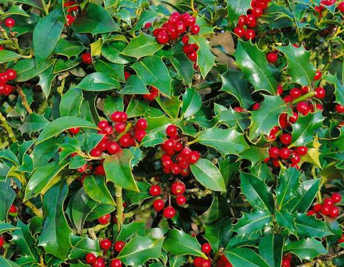 Ilex"Sharpie