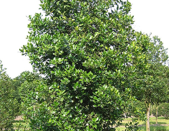 Ilex"Sharpie
