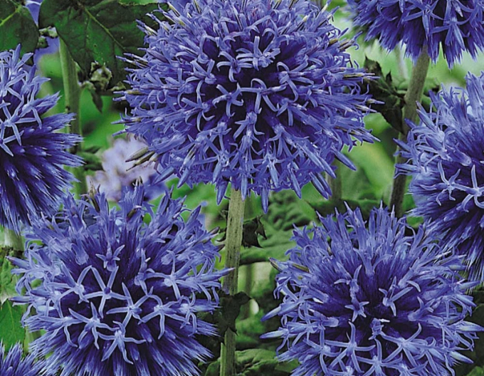 Echinops ´Blue Glow´