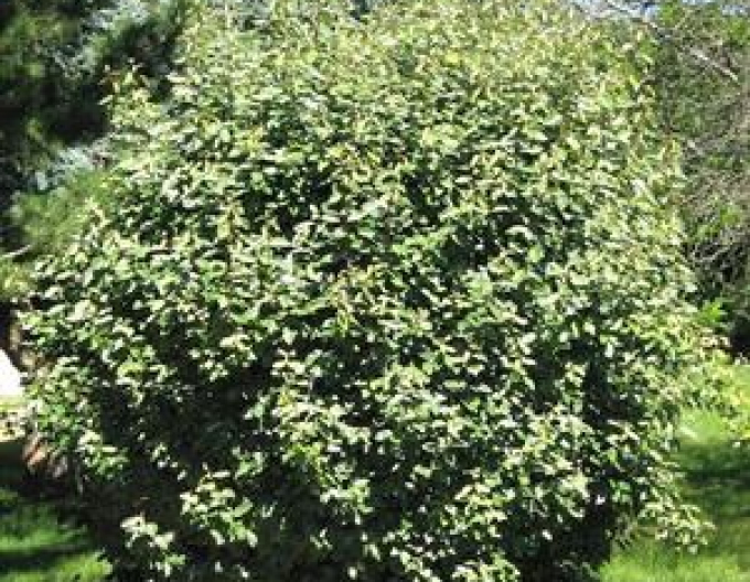 Elaeagnus umbellata ´Pointilla Amoroso´